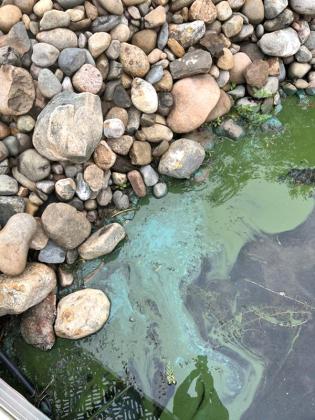 Cyanobacterial bloom on Chicaugon Lake. Photo by Chris Wentworth.